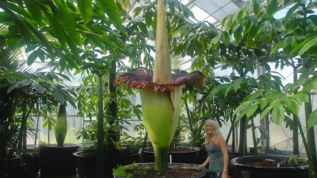 尸香魔芋的简介